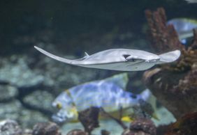 Seaquarium Le Grau-du-Roi: Entry Ticket