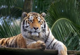 Lisbon Zoo: Fast Track Ticket