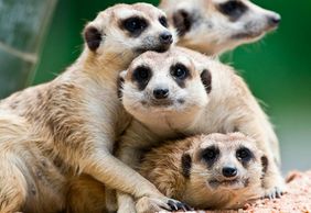 Terra Natura Murcia: Entry Ticket