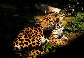 Parque de la Conservación Medellín: Skip The Line Ticket