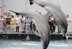 Aquarium of Genoa: Entry Ticket + Lunch