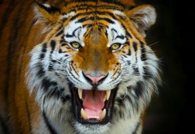 Terra Natura Benidorm: Entry Ticket