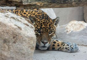 Zoo Koki: Entry Ticket