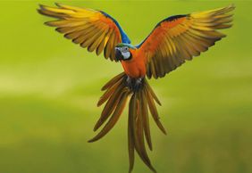 Theme Park Oltremare: Entry Ticket