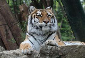 Pistoia Zoological Garden: Fast Track Ticket