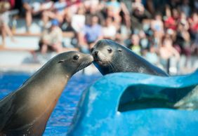 Marineland Mallorca: Skip The Line Ticket