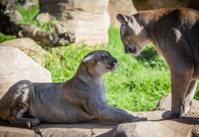 Rancho Texas Lanzarote Park: Entry Ticket