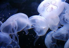 Aquarium of the Bay: Entry Ticket