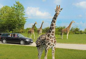 Givskud Zoo - Zootopia: Entry Ticket