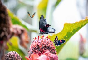 Cockrell Butterfly Center at the Houston Museum of Natural Science: Entry Ticket