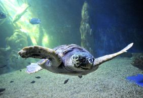 Aquarium of Cala Gonone: Entry Ticket
