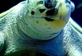 Lanzarote Aquarium: Skip The Line Ticket