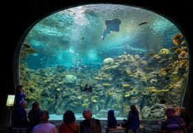 Seattle Aquarium: Entry Ticket