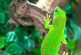 Planet Exotica: Entry Ticket