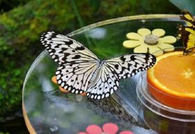 Dubai Butterfly Garden: Entry Ticket