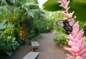Victoria Butterfly Gardens: Entry Ticket