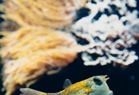 Aquarium du Grand Lyon: Entry Ticket