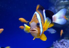 Aquarium of Naples: Entry Ticket