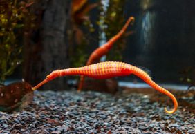 SEA LIFE Kelly Tarlton's Aquarium: Skip The Line Ticket