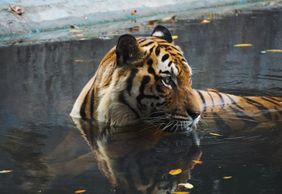 Zoo Negara: Entry Ticket