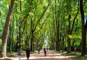 Serralves Park: Entry Ticket and Treetop Walk
