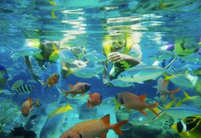 Adventure Cove Waterpark™: Entry Ticket