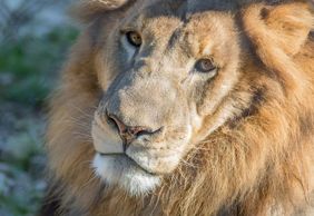 Austin Zoo: Skip The Line Ticket