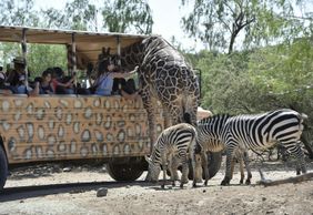 Out of Africa Wildlife Park: Entry Ticket
