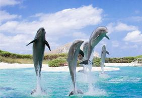 Sea Life Park Hawaii: Entry Ticket