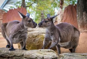 WILD LIFE Sydney Zoo: Entry Ticket