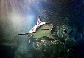 SEA LIFE San Antonio: Entry Ticket