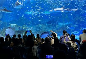 COEX Aquarium: Entry Ticket