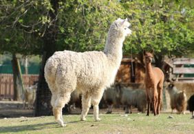 Safari Ravenna Entry Ticket