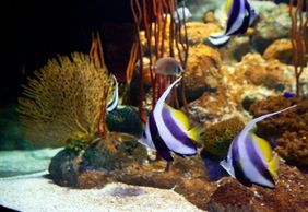 Underwater World Pattaya: Entry Ticket