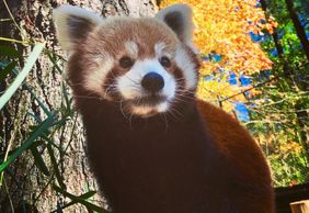 Oglebay Good Zoo: Entry Ticket