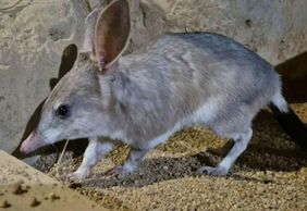 Kuranda Koala Gardens: Entry Ticket