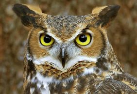 World of Birds Wildlife Sanctuary & Monkey Park: Entry Ticket