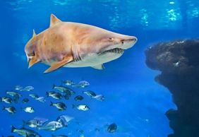 Palma Aquarium: Entrance + Diving with Sharks