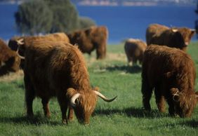 Phillip Island: Churchill Island Entry Ticket