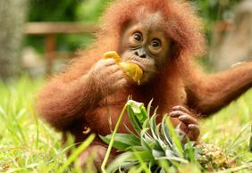 Lombok Wildlife Park: Entry Ticket