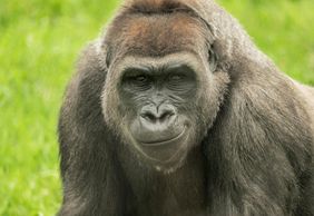 Franklin Park Zoo: Entry Ticket