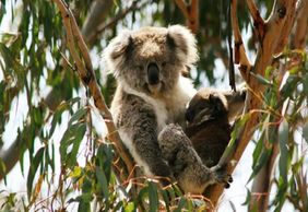 Phillip Island Nature Parks: Koala Conservation Reserve Entry
