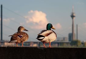 The Best of Düsseldorf: Explore All Must-See Sights!