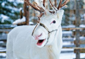 Rovaniemi: Enchanted Christmas Audio Tour