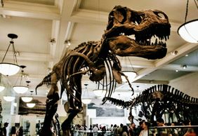 American Museum of Natural History: Entrance Ticket