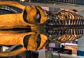 Denver: Museum of Nature & Science Ticket