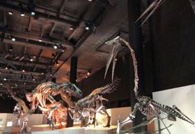 Houston: Museum of Natural Science Audio Tour