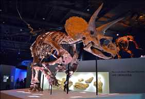 Houston: Museum of Natural Science Ticket & Audio Tour