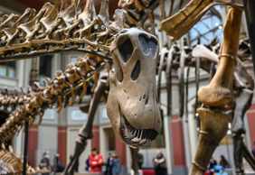 Berlin: Natural History Museum Audio Tour