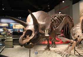 Chicago: Field Museum of Natural History Audio Tour